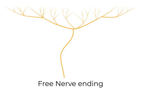 Download Free Nerve Ending Science Design Vector - Ending Collection